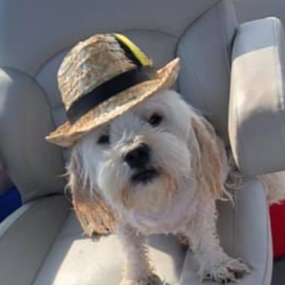 Meet your Posher, Allison